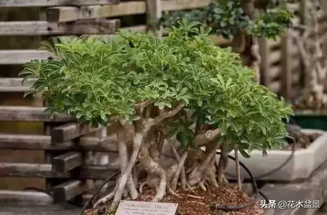 強烈推薦:36種天生好養的盆景植物
