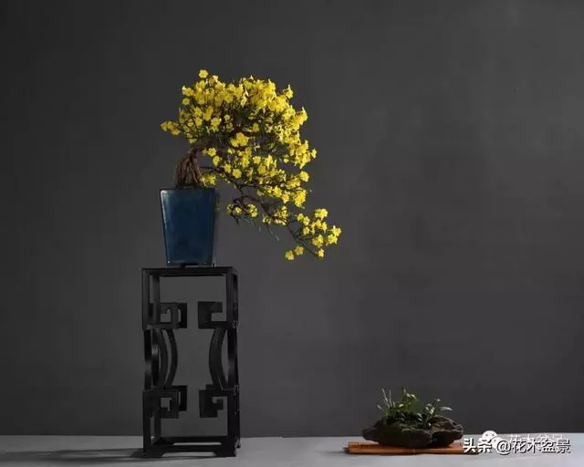 強烈推薦:36種天生好養的盆景植物