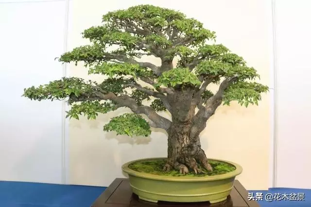 強烈推薦:36種天生好養的盆景植物