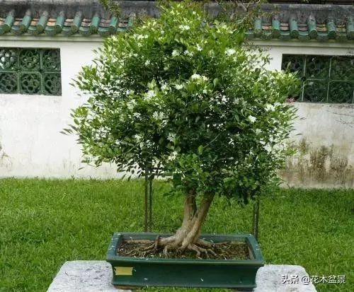 強烈推薦:36種天生好養的盆景植物