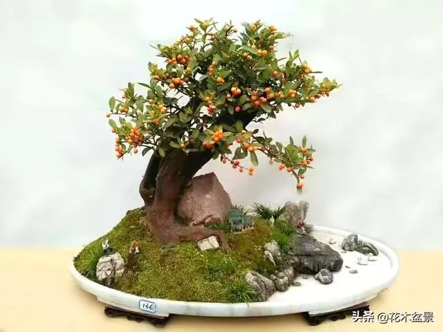 強烈推薦:36種天生好養的盆景植物