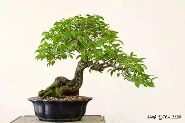 強烈推薦:36種天生好養的盆景植物