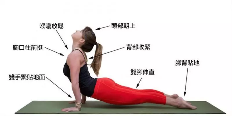 堅持10天「上犬式」,相當於60天平板支撐,整條腿立馬細5CM