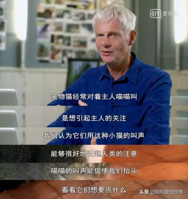 似無理取鬧的喵喵叫,其實蘊涵著深層原因 主子想對奴才說