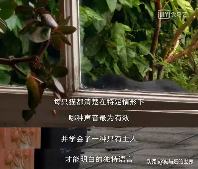 似無理取鬧的喵喵叫,其實蘊涵著深層原因 主子想對奴才說