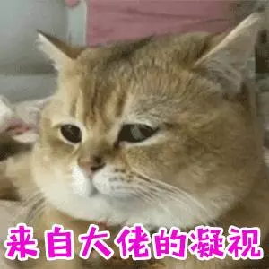 似無理取鬧的喵喵叫,其實蘊涵著深層原因 主子想對奴才說