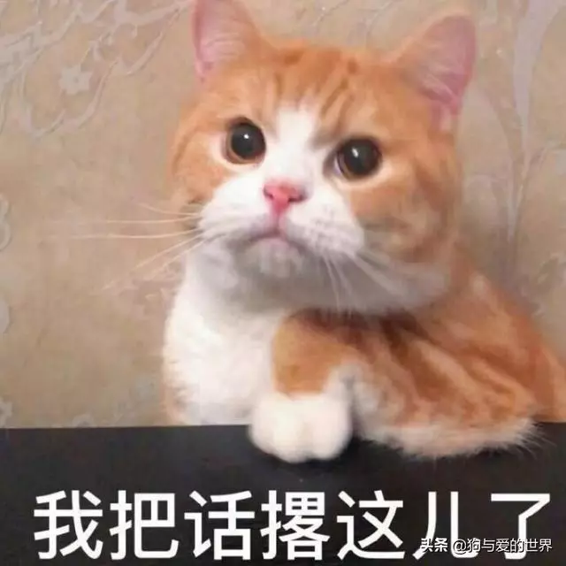 似無理取鬧的喵喵叫,其實蘊涵著深層原因 主子想對奴才說