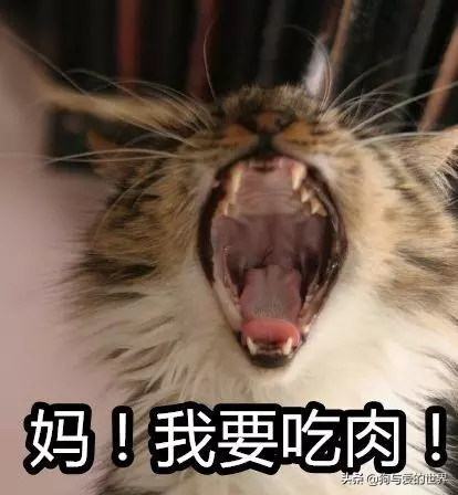 似無理取鬧的喵喵叫,其實蘊涵著深層原因 主子想對奴才說