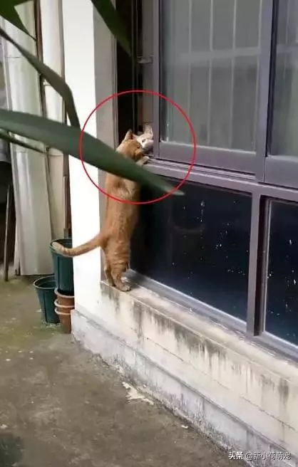 流浪貓和家貓私會濃情蜜意,卻因一場車禍永別,它蹲在窗口默默等待