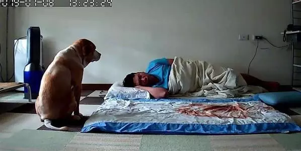 狗狗坐床邊等主人醒來,超溫馨畫面,被主人用4個字破壞