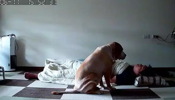 狗狗坐床邊等主人醒來,超溫馨畫面,被主人用4個字破壞