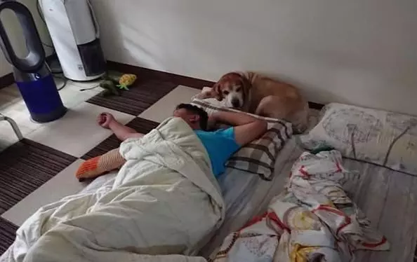 狗狗坐床邊等主人醒來,超溫馨畫面,被主人用4個字破壞