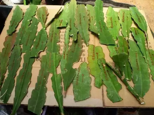 12種最常見綠植,手把手教你葉插,1片葉子變盆花,瘋長停不下