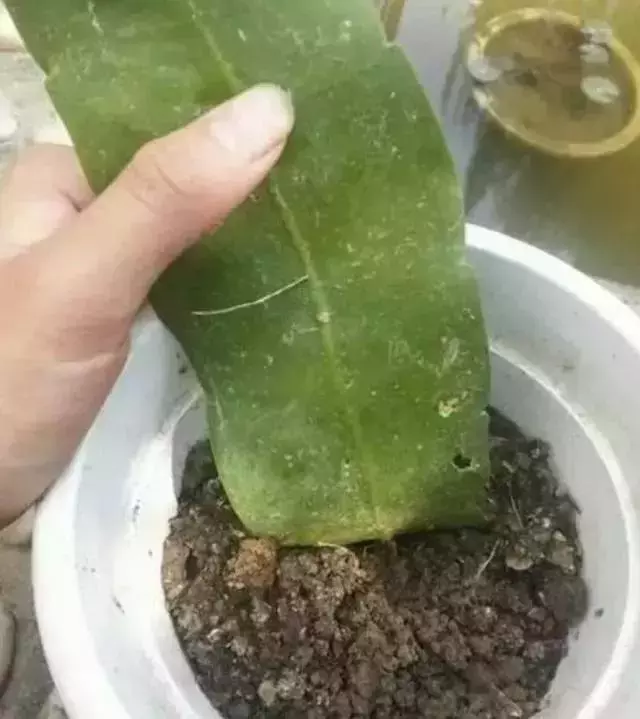 12種最常見綠植,手把手教你葉插,1片葉子變盆花,瘋長停不下