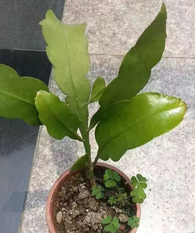12種最常見綠植,手把手教你葉插,1片葉子變盆花,瘋長停不下