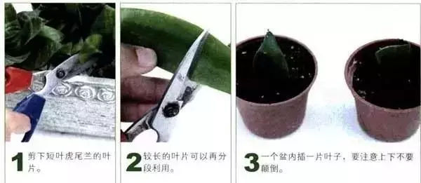 12種最常見綠植,手把手教你葉插,1片葉子變盆花,瘋長停不下