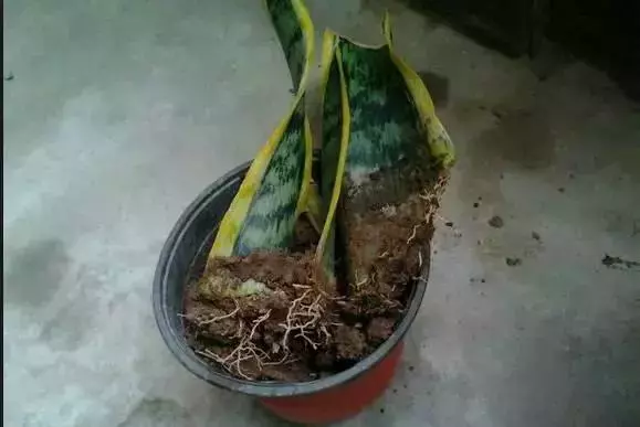 12種最常見綠植,手把手教你葉插,1片葉子變盆花,瘋長停不下