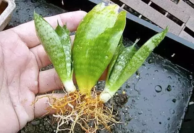 12種最常見綠植,手把手教你葉插,1片葉子變盆花,瘋長停不下