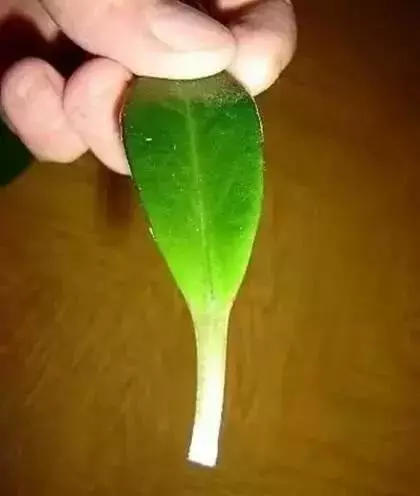 12種最常見綠植,手把手教你葉插,1片葉子變盆花,瘋長停不下