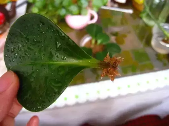 12種最常見綠植,手把手教你葉插,1片葉子變盆花,瘋長停不下