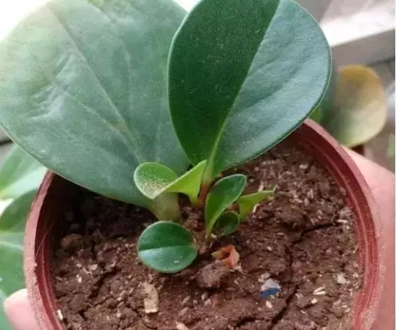 12種最常見綠植,手把手教你葉插,1片葉子變盆花,瘋長停不下