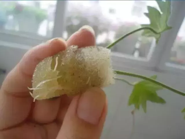 12種最常見綠植,手把手教你葉插,1片葉子變盆花,瘋長停不下
