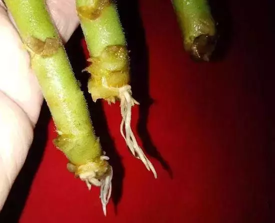 12種最常見綠植,手把手教你葉插,1片葉子變盆花,瘋長停不下