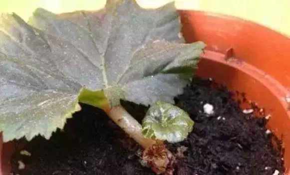 12種最常見綠植,手把手教你葉插,1片葉子變盆花,瘋長停不下