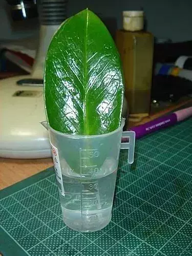 12種最常見綠植,手把手教你葉插,1片葉子變盆花,瘋長停不下