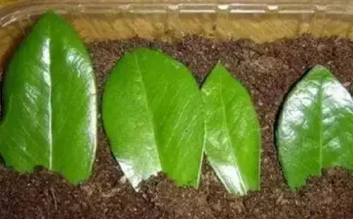 12種最常見綠植,手把手教你葉插,1片葉子變盆花,瘋長停不下