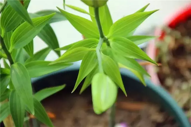 12種最常見綠植,手把手教你葉插,1片葉子變盆花,瘋長停不下