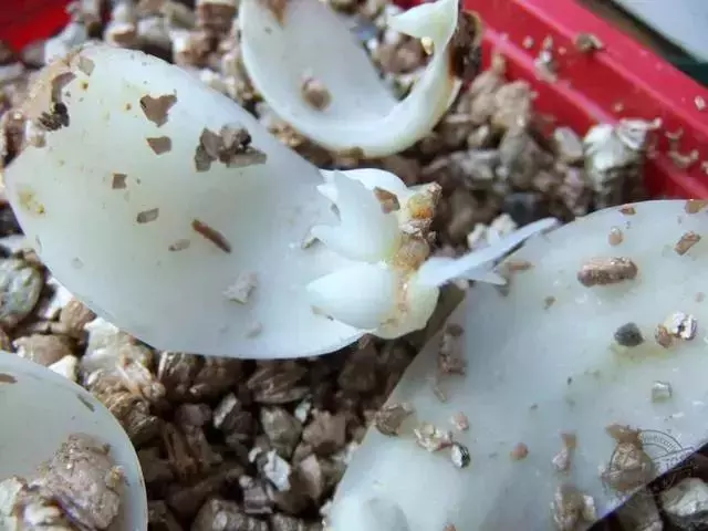 12種最常見綠植,手把手教你葉插,1片葉子變盆花,瘋長停不下
