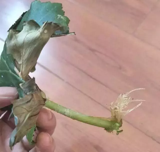 12種最常見綠植,手把手教你葉插,1片葉子變盆花,瘋長停不下