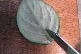 12種最常見綠植,手把手教你葉插,1片葉子變盆花,瘋長停不下