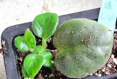 12種最常見綠植,手把手教你葉插,1片葉子變盆花,瘋長停不下