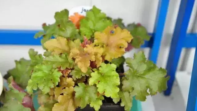 12種最常見綠植,手把手教你葉插,1片葉子變盆花,瘋長停不下