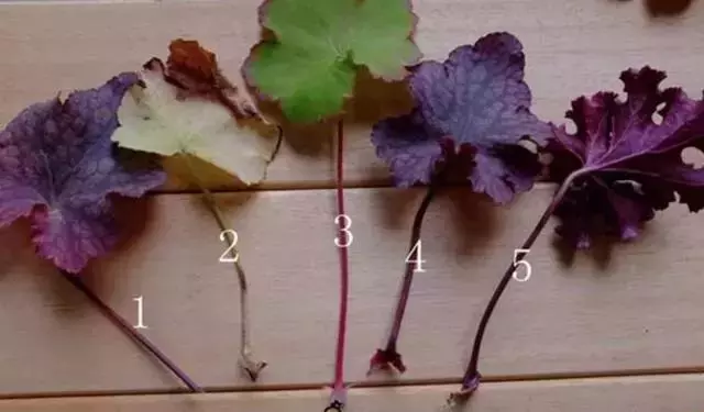 12種最常見綠植,手把手教你葉插,1片葉子變盆花,瘋長停不下