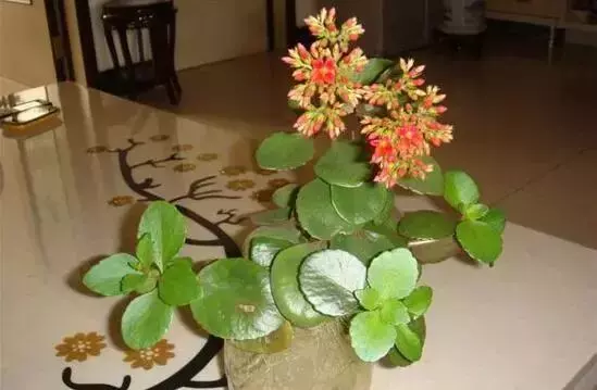 12種最常見綠植,手把手教你葉插,1片葉子變盆花,瘋長停不下