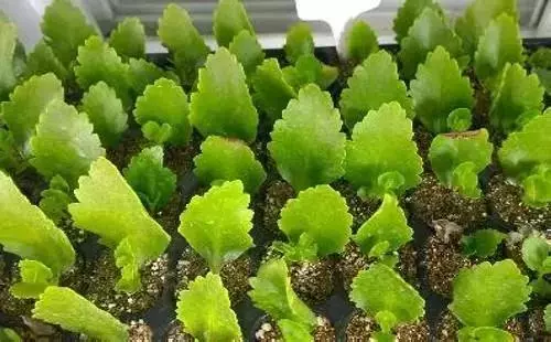 12種最常見綠植,手把手教你葉插,1片葉子變盆花,瘋長停不下