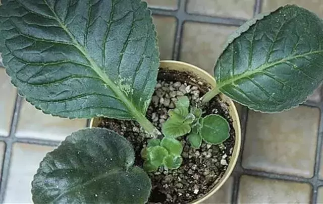 12種最常見綠植,手把手教你葉插,1片葉子變盆花,瘋長停不下