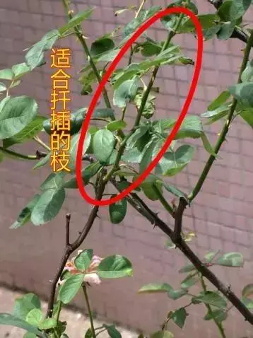 12種最常見綠植,手把手教你葉插,1片葉子變盆花,瘋長停不下