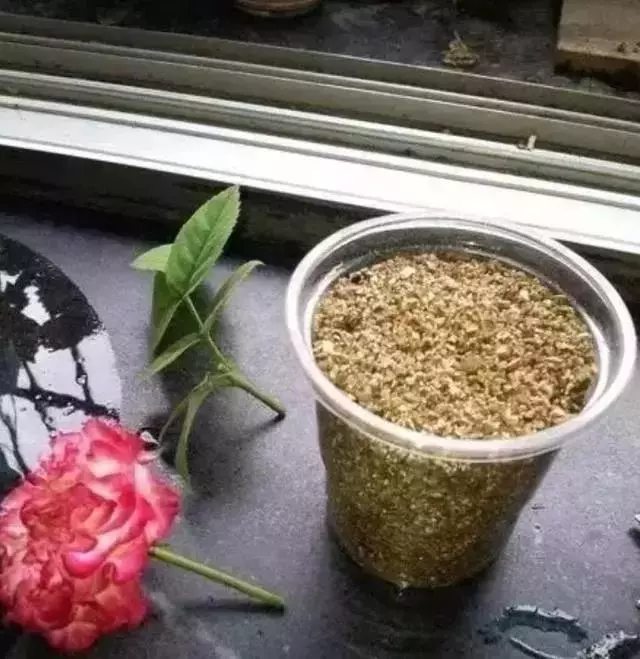 12種最常見綠植,手把手教你葉插,1片葉子變盆花,瘋長停不下