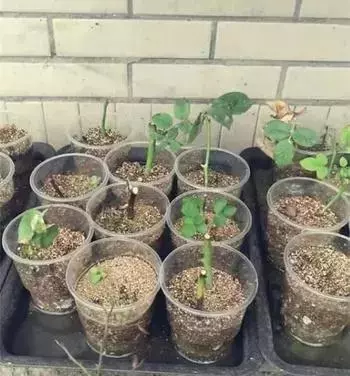 12種最常見綠植,手把手教你葉插,1片葉子變盆花,瘋長停不下