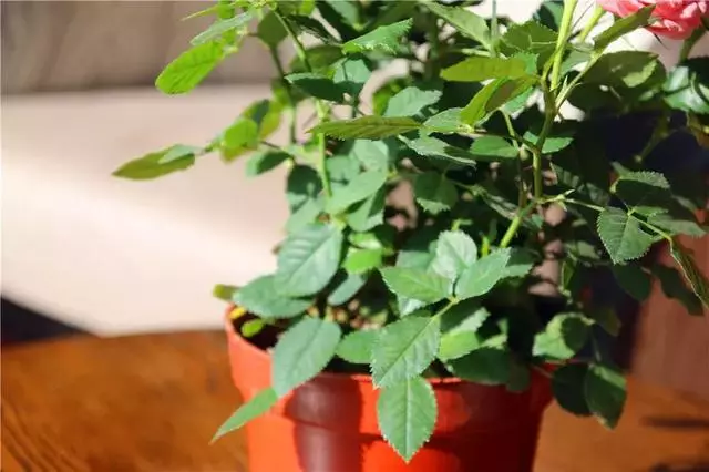 12種最常見綠植,手把手教你葉插,1片葉子變盆花,瘋長停不下