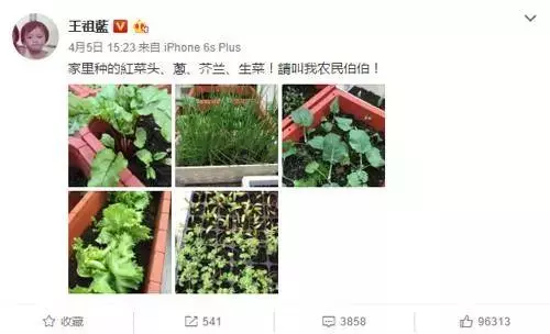 明星都在忙種菜?王祖藍小菜園品種豐富,劉濤種菜方式最先進