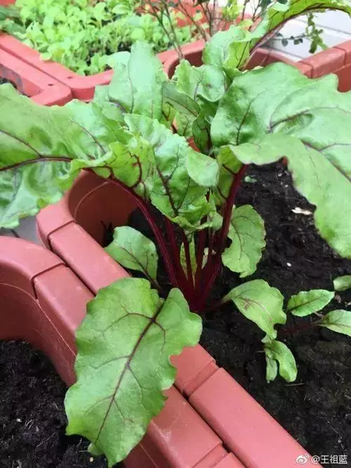 明星都在忙種菜?王祖藍小菜園品種豐富,劉濤種菜方式最先進