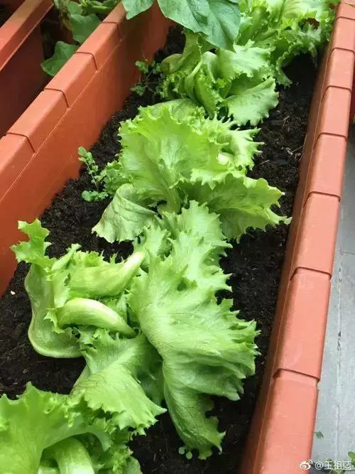 明星都在忙種菜?王祖藍小菜園品種豐富,劉濤種菜方式最先進