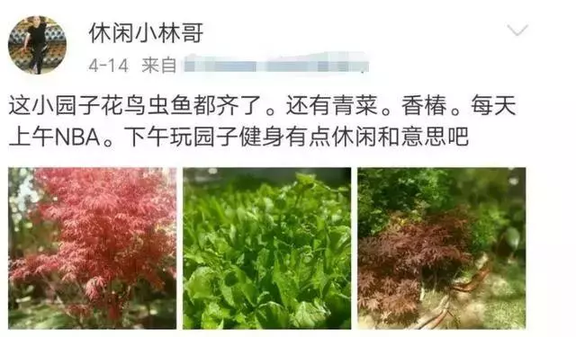 明星都在忙種菜?王祖藍小菜園品種豐富,劉濤種菜方式最先進