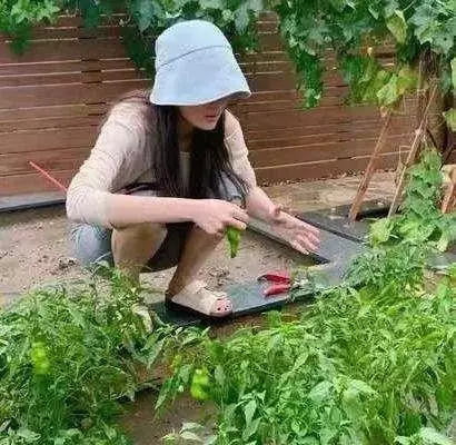 明星都在忙種菜?王祖藍小菜園品種豐富,劉濤種菜方式最先進