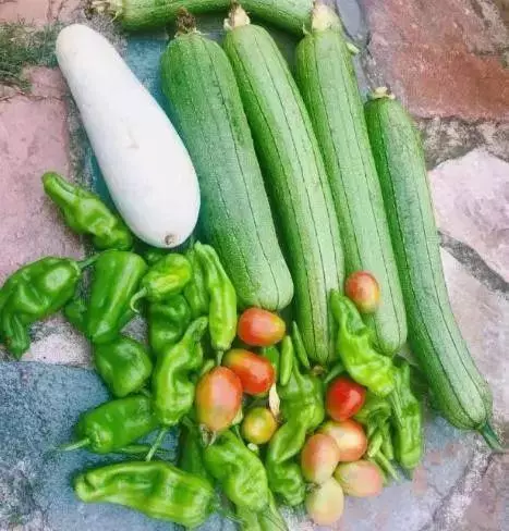 明星都在忙種菜?王祖藍小菜園品種豐富,劉濤種菜方式最先進